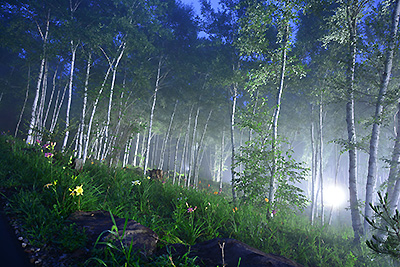 【B期間・大賞】　赤池昌樹　「白樺の森へ霧に包まれて」