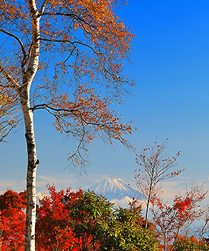 【C期間・特別賞】小野瀬利秋「創造の森紅葉と富士山眺望」